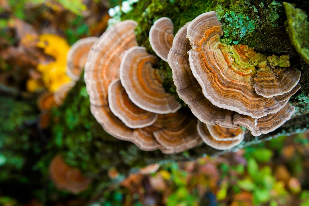 Beautiful,And,Medicinal,Turkey,Tail,Mushrooms