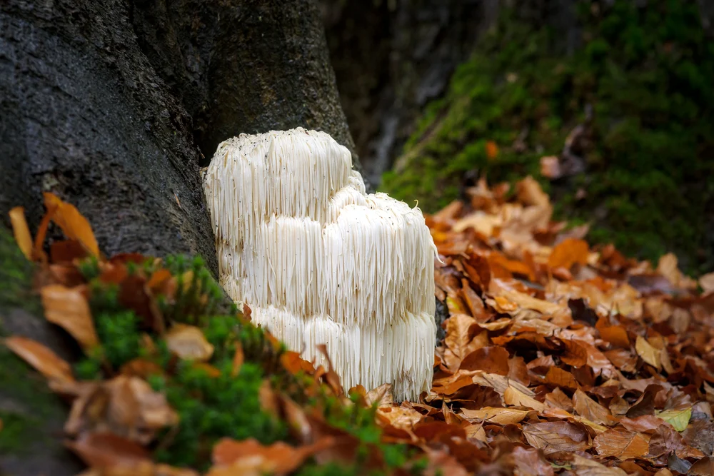 The,Rare,Edible,Lion's,Mane,Mushroom,/,Hericium,Erinaceus,/